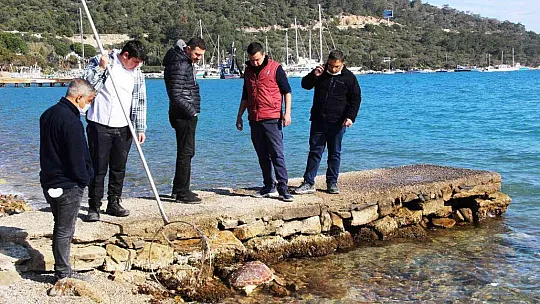 Ölü caretta caretayı görenler şoke oldu