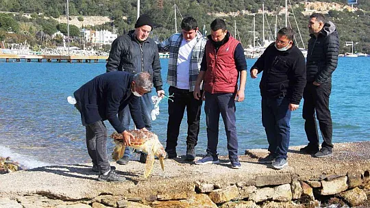 Ölü caretta caretayı görenler şoke oldu