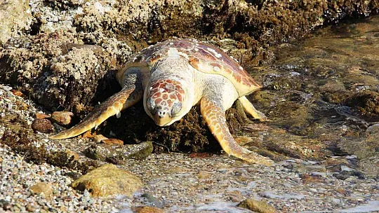 Ölü caretta caretayı görenler şoke oldu