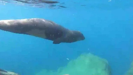 Ölü taklidi yapan Akdeniz foku görenleri şaşkına çevirdi