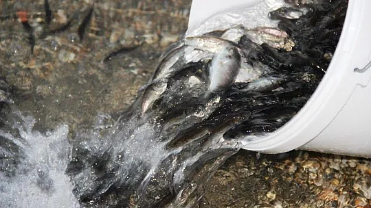 Önce denizi temizlediler sonra 30 bin yavru balığı denize bıraktılar
