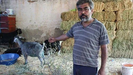 Orman yangınları keçilerin de psikolojisini bozdu