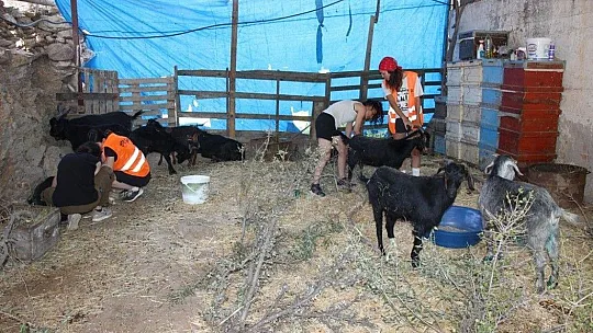 Orman yangınları keçilerin de psikolojisini bozdu