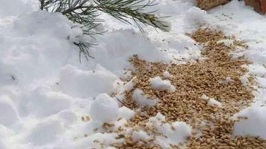 Ormancılar yaban hayatında yaşayan canlıları unutmadı