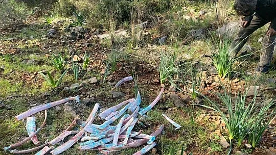 Ormanlık alanda zehirli kemikler bulundu