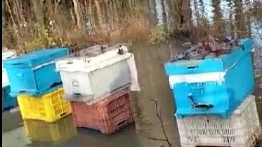 Ortaca'da arı kovanları sular altında kaldı