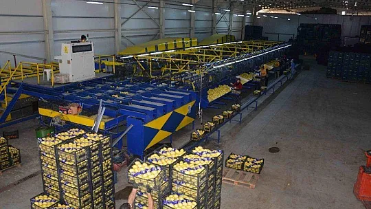 Ortaca'da limonda rekolte düştü