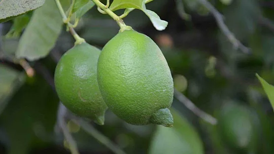 Ortaca'da limonda rekolte düştü