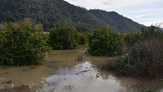 Ortaca'da seralar ve narenciye bahçeleri su altında kaldı
