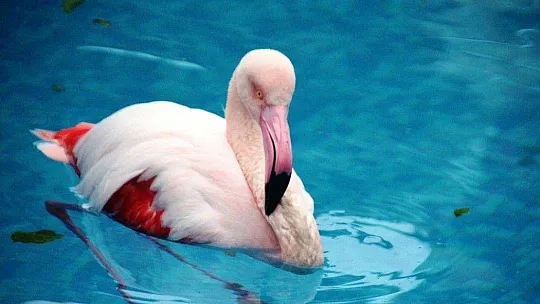 Otelin havuzuna düşen yaralı flamingoyu görenler şoke oldu