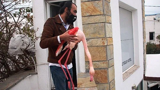 Otelin havuzuna düşen yaralı flamingoyu görenler şoke oldu