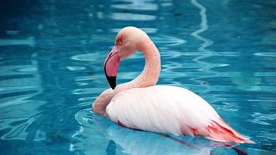 Otelin havuzuna düşen yaralı flamingoyu görenler şoke oldu