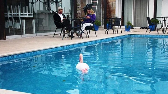 Otelin havuzuna düşen yaralı flamingoyu görenler şoke oldu