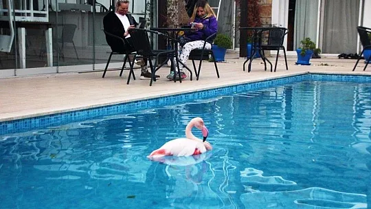 Otelin havuzuna düşen yaralı flamingoyu görenler şoke oldu