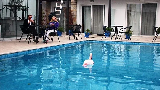 Otelin havuzuna düşen yaralı flamingoyu görenler şoke oldu