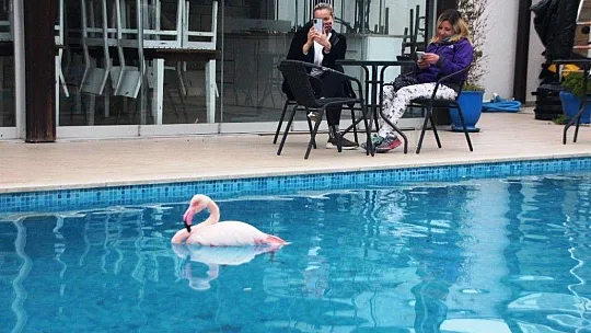 Otelin havuzuna düşen yaralı flamingoyu görenler şoke oldu