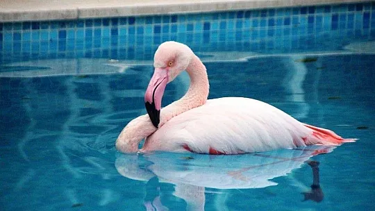 Otelin havuzuna düşen yaralı flamingoyu görenler şoke oldu