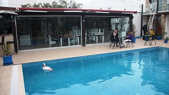 Otelin havuzuna düşen yaralı flamingoyu görenler şoke oldu