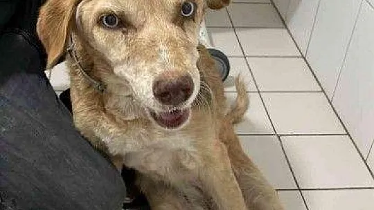 Vücudunda onlarca saçma ile yaşadığı ortaya çıktı