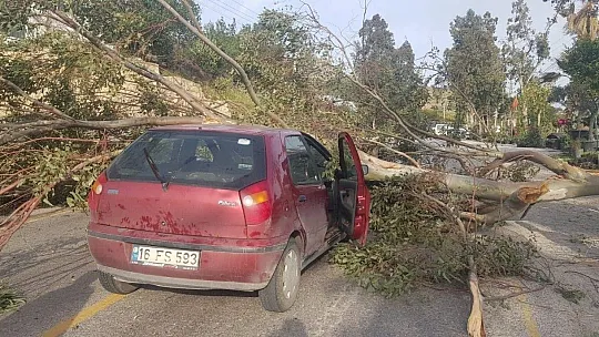 Otomobilin üzerine ağaç devrildi: 3 yaralı