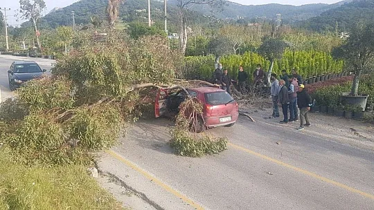 Otomobilin üzerine ağaç devrildi: 3 yaralı