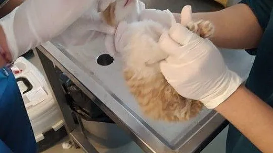 Çöp konteynerine bırakılan yavru kedi, temizlik personelinin dikkati sayesinde kurtarıldı
