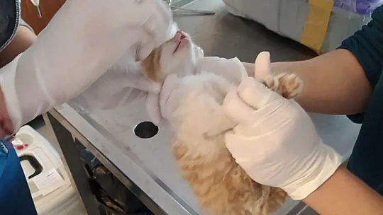 Çöp konteynerine bırakılan yavru kedi, temizlik personelinin dikkati sayesinde kurtarıldı