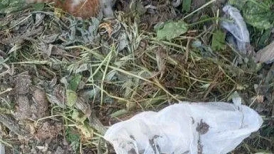 Çöp konteynerine bırakılan yavru kedi, temizlik personelinin dikkati sayesinde kurtarıldı
