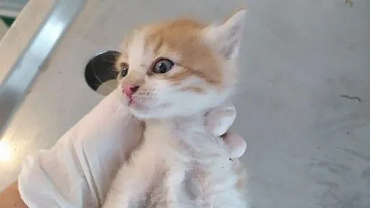 Çöp konteynerine bırakılan yavru kedi, temizlik personelinin dikkati sayesinde kurtarıldı