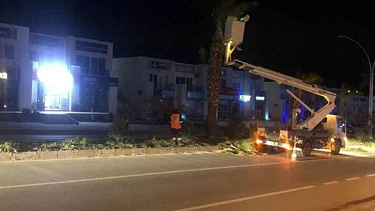 Palmiyeler için gece mesaisi