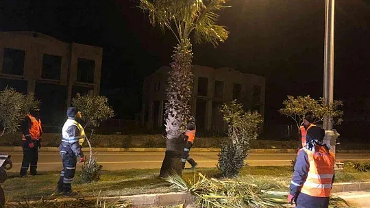 Palmiyeler için gece mesaisi