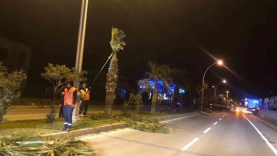 Palmiyeler için gece mesaisi