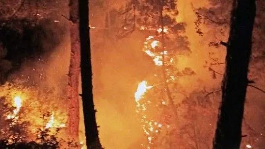 Pandemi döneminde 813 hektar alan yandı