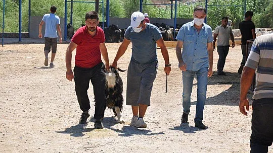 Pazarın gözdesi Şampiyon satılmazsa, arenaya çıkacak