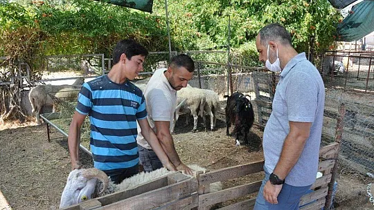 Pazarın gözdesi Şampiyon satılmazsa, arenaya çıkacak
