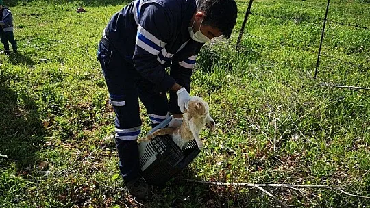 Petbulance ekibi 7/24 görevde