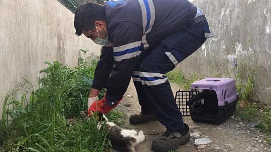 Petbulance ekibi 7/24 görevde