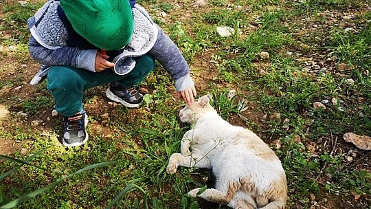 Petbulance ekibi 7/24 görevde