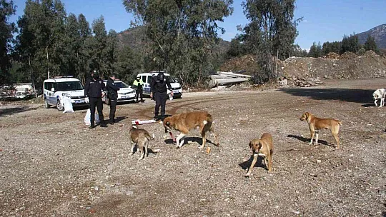 Polis ekipleri zorlu kış şartlarında sokak hayvanlarını unutmadı