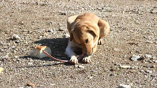 Polis ekipleri zorlu kış şartlarında sokak hayvanlarını unutmadı