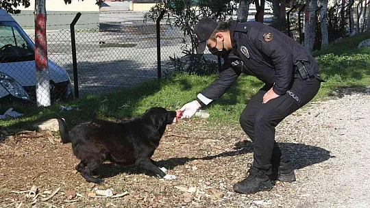Polis ekipleri zorlu kış şartlarında sokak hayvanlarını unutmadı
