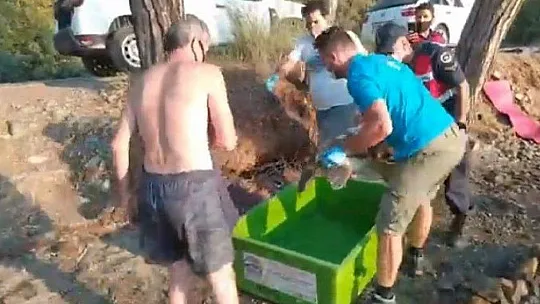 Rahatsızlanan caretta caretta için seferber oldular
