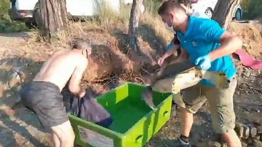 Rahatsızlanan caretta caretta için seferber oldular