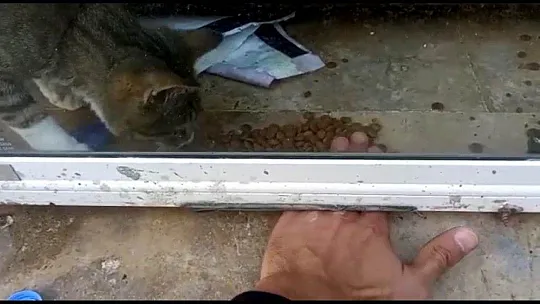 Restoranda mahsur kalan kediyi kapı altından beslediler