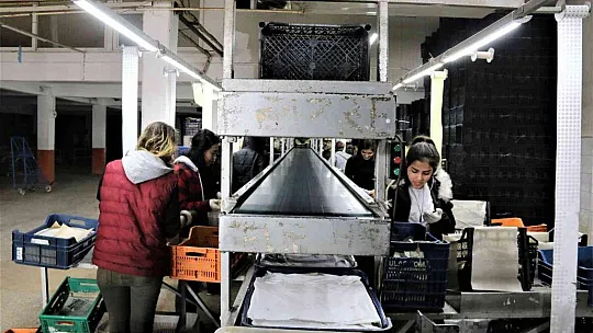 Rusya'nın Ukrayna operasyonu Antalya halinde fiyatları yüzde 50'ye yakın düşürdü