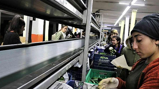 Rusya'nın Ukrayna operasyonu Antalya halinde fiyatları yüzde 50'ye yakın düşürdü