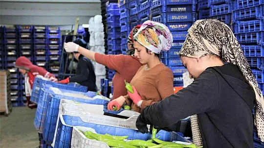 Rusya'nın Ukrayna operasyonu Antalya halinde fiyatları yüzde 50'ye yakın düşürdü
