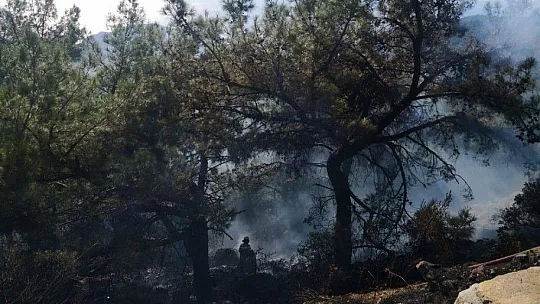 Rüzgarda devrilen ağaç, yangına sebep oldu