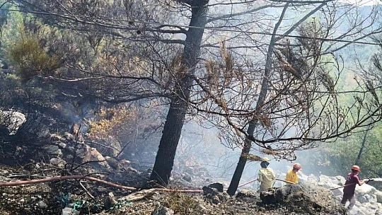 Rüzgarda devrilen ağaç, yangına sebep oldu