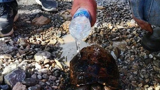 Rüzgarda devrilen ağaç, yangına sebep oldu